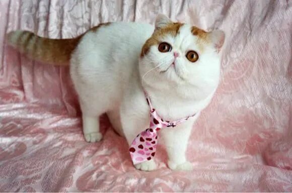 Pin on Cats