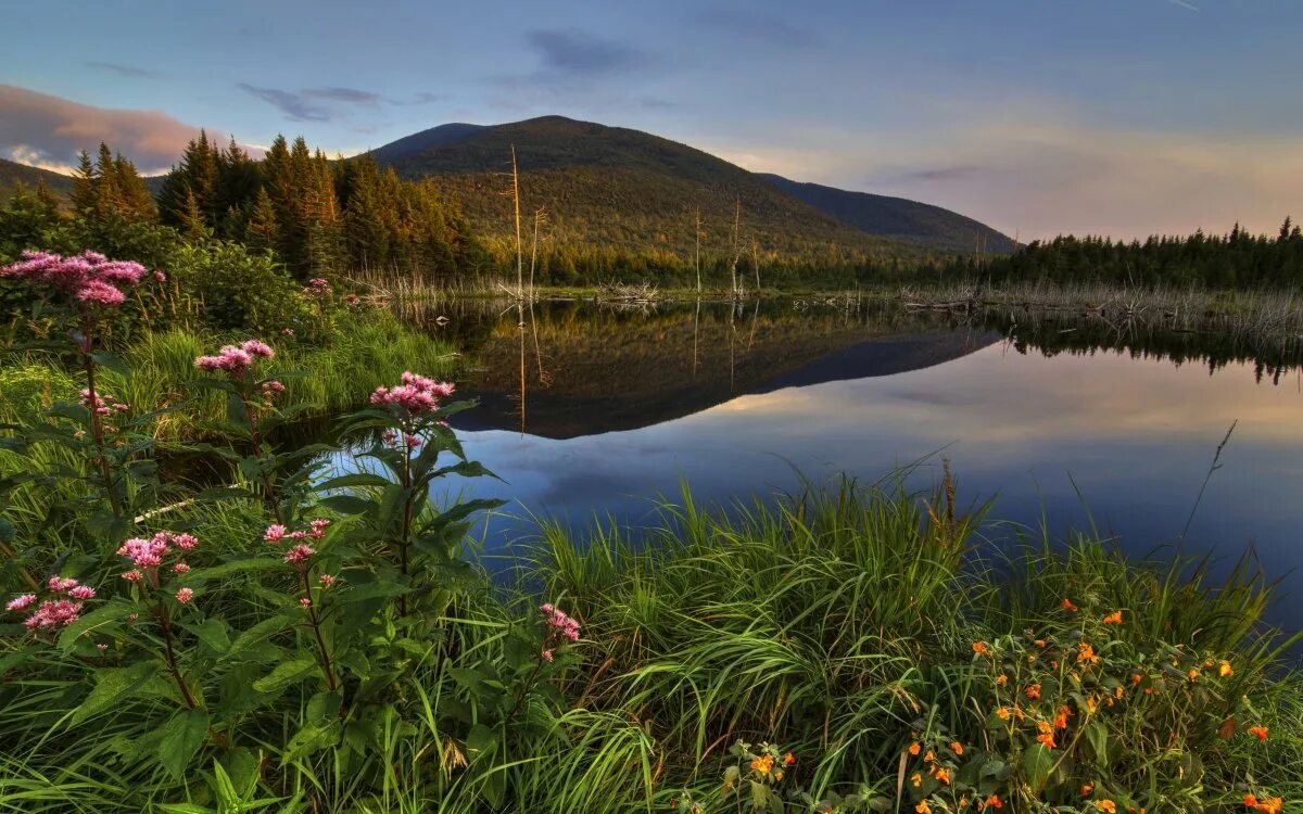 Лето озеро. Горы река цветы. Озеро в лесу. Лес река цветы. Растительность канады