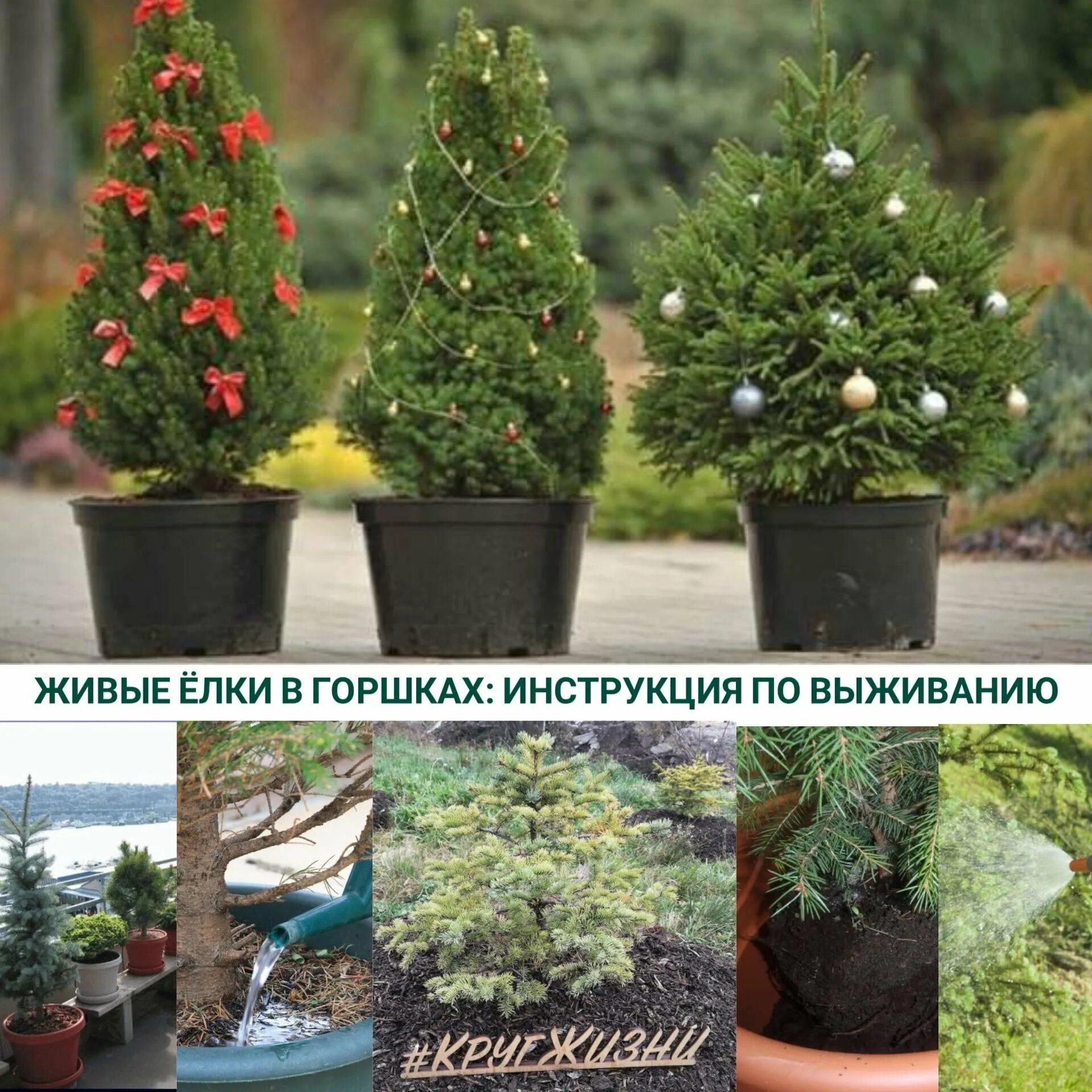 Как реанимировать ель