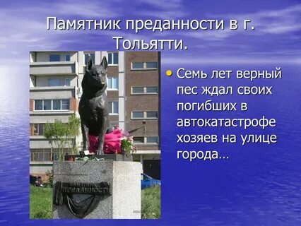 Верному 5 лет