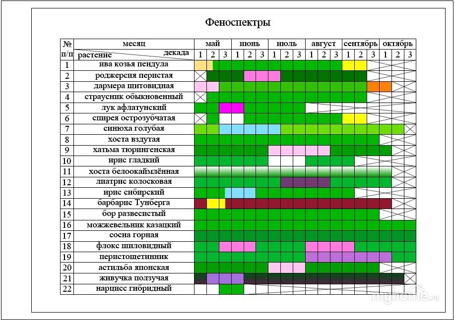 Когда начинают цвести цветы. Таблица периода цветения многолетников. Таблица цветения многолетников по месяцам. Цветы по месяцам цветения. Цветение растений по месяцам.