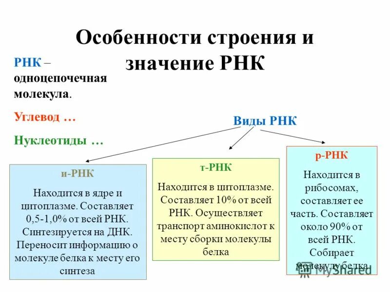 Функция молекул рнк. Функции и строение различных типов РНК. Структура и функции РНК. РНК строение и функции. Структура и функции ИРНК.