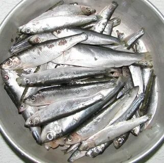 Где ловят кильку