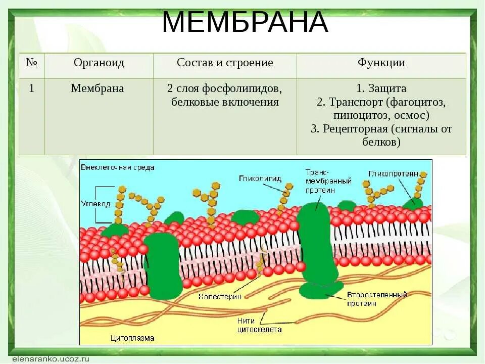 Какова роль клеточной оболочки. Структура клетки плазматическая мембрана. Плазматическая мембрана структура и функции. Плазматическая мембрана строение и функции. Мембрана клетки строение и функции.