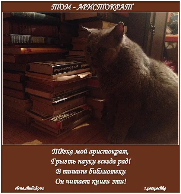 Аристократ том 3 читать. Кот учится. коты и книги. том аристократ.