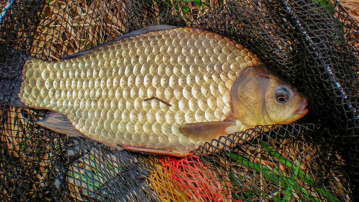 Карась обыкновенный Carassius Carassius. Золотой красноперый карась. Серебристый карась. Карась Озерный.