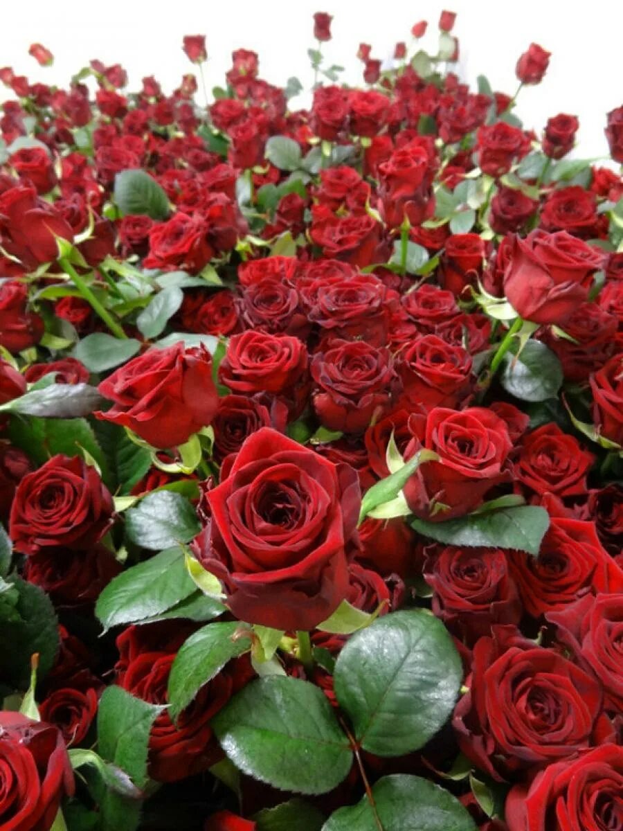Много роз красивых