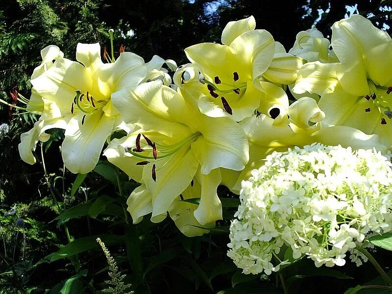 Лилия биг бразер. Биг бразер описание. Биг бразер описание. Старший брат 1984. Лилия от-гибрид биг бразер.