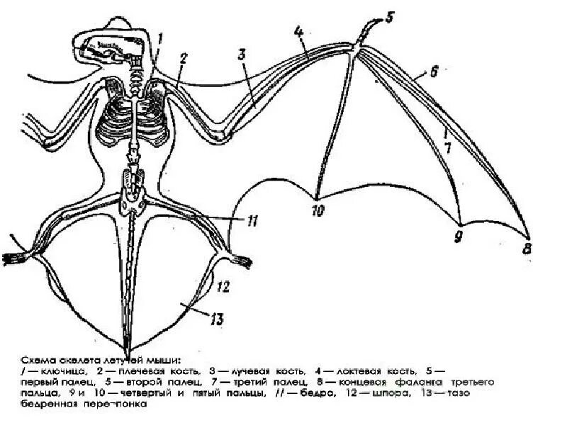 Скелет передних конечностей у млекопитающих. Рукокрылые строение скелета. Строение рукокрылых млекопитающих. Строение черепа рукокрылых. Отряд рукокрылые внутреннее строение.