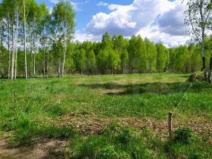 Богородск березовка