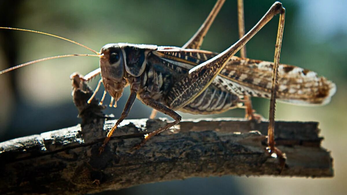 среднеазиатская саранча. марокканская саранча. прямокрылые саранчовые. саранча перелетная locusta migratoria. марокканская саранча.