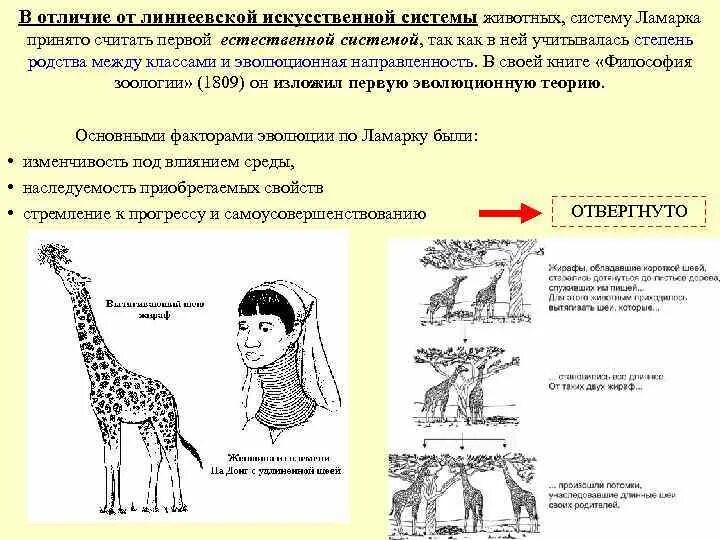 Система животных ламарка. Эволюционная теория ламарка. градация ламарка. система животных ж.б ламарка.