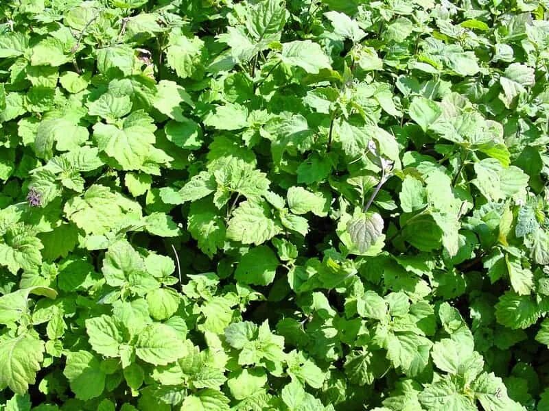 Перец пачули. Листья пачули. Press gurwitz perfumerie diffuser. Куст пачули. Пачули дотера.