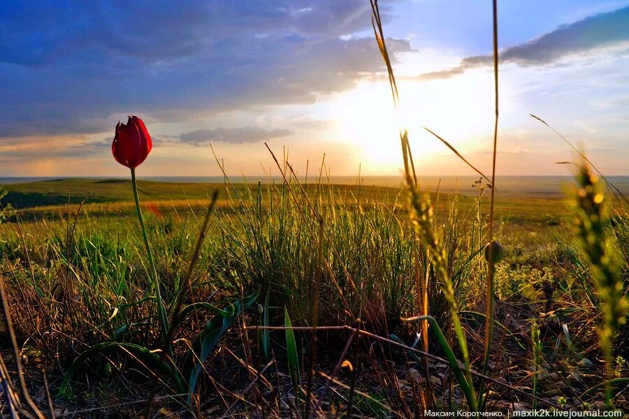 Влюбленные в поле. Распутье дорог. Только в степи начинаешь понимать сколько радости. Тюльпанная степь баскунчак. Красивые пейзажи с людьми.