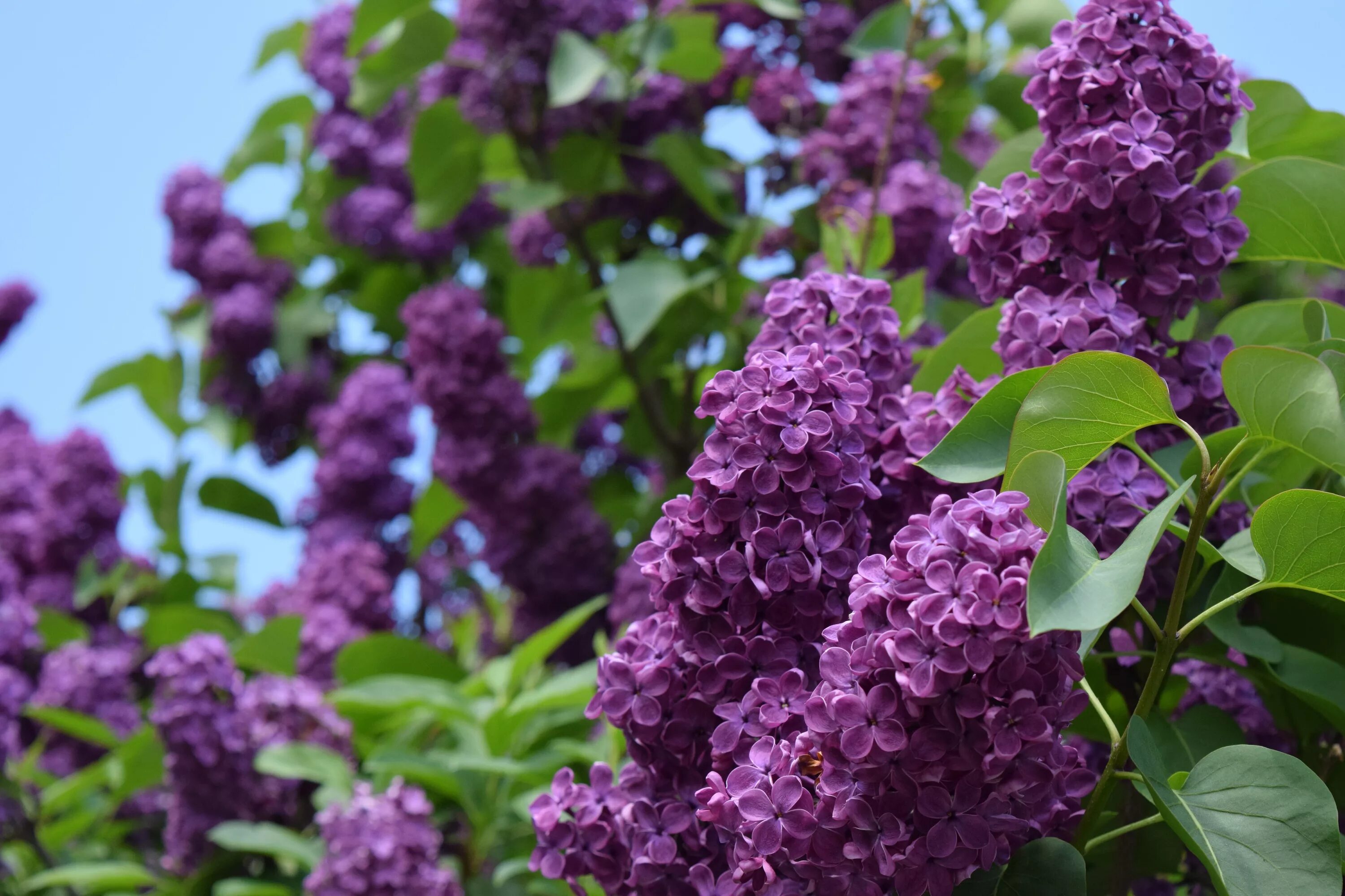 Сирень сравнение. Сирень Syringa vulgaris. Сирень обыкновенная Фрэнк Патерсон. Сирень обыкновенная соцветие.