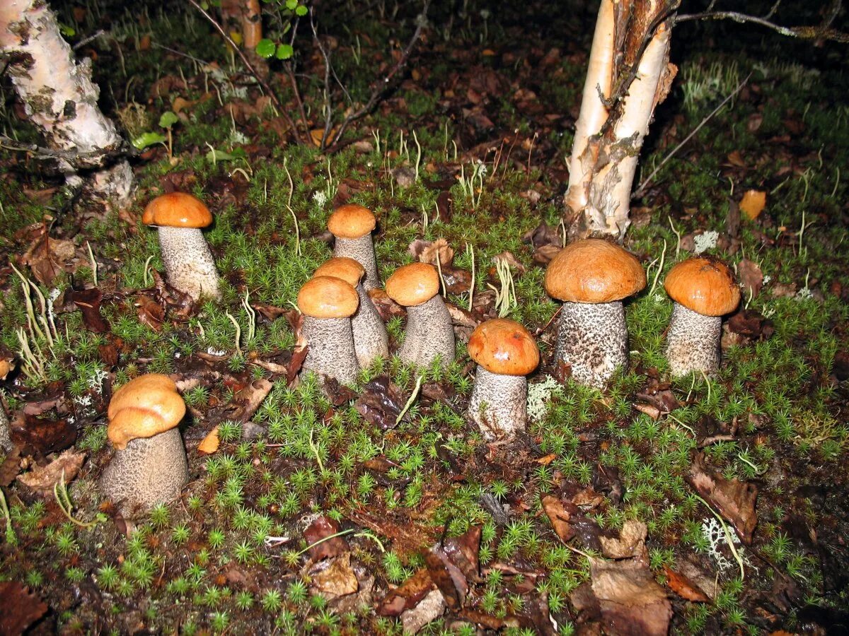 К чему снится собирать грибы подосиновики. Поляна подосиновиков и белых грибов. Подосиновик гриб Поляна. Поляна грибов подосиновиков. Поляна подосиновиков в лесу.