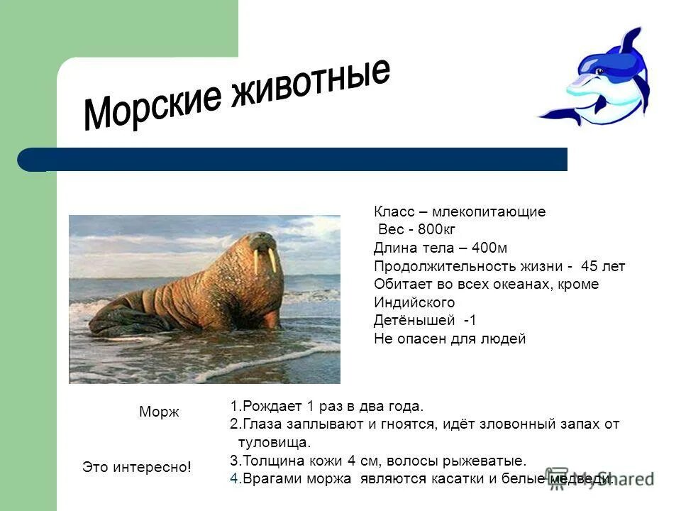 Продолжительность жизни моржа. Морж вес. Длина тела моржа. Морж Размеры и вес.