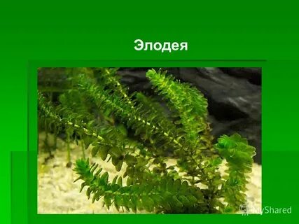 Почему элодею называют чумой