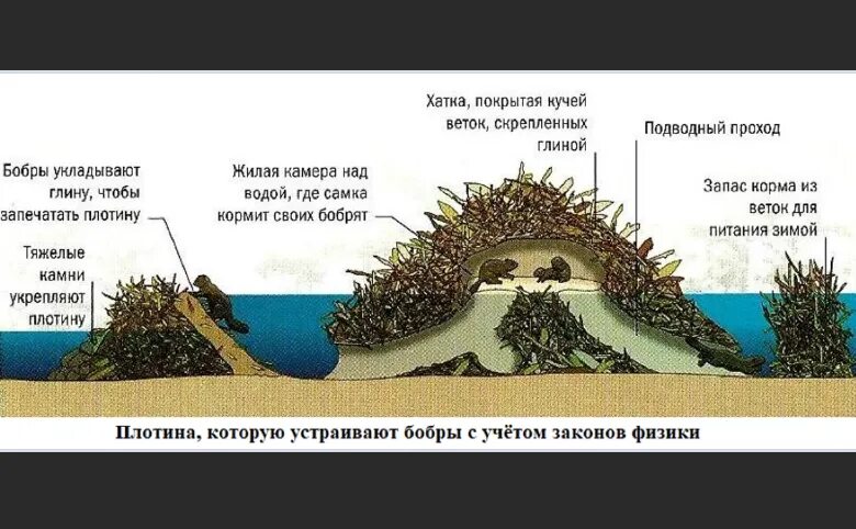 Бобры строят хатки распространенное предложение. Хатка бобра. где живут бобры зимой. хатка бобра в разрезе.