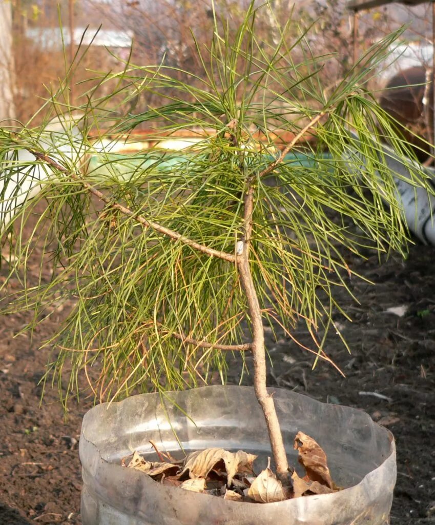 сосна кедровая сибирская сеянцы. саженцы кедра ростки. сеянцы кедра. кедровый стланик (pinus pumila). кедр атласский саженец.