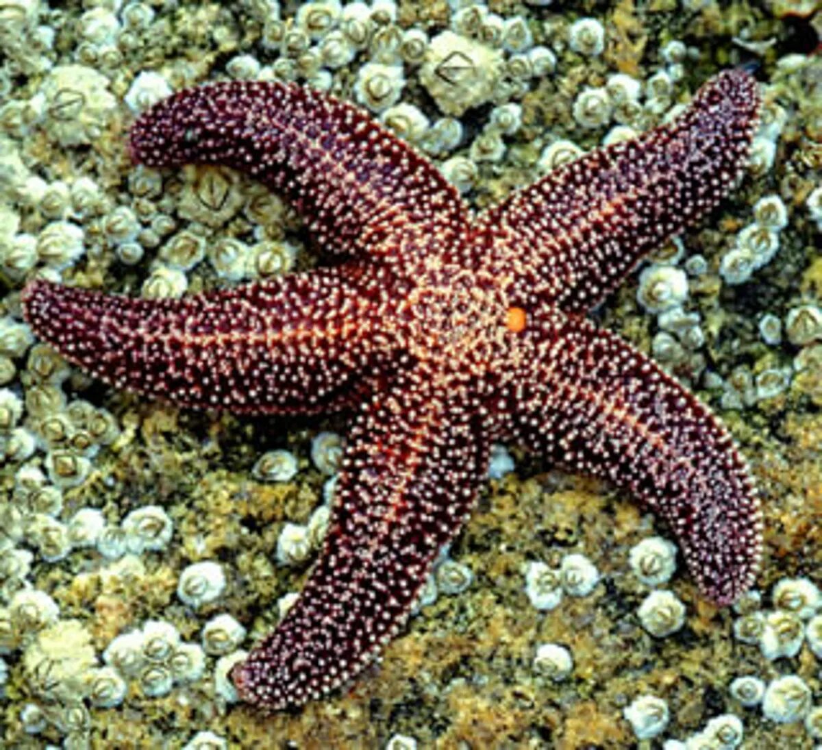 Морские звезды биология