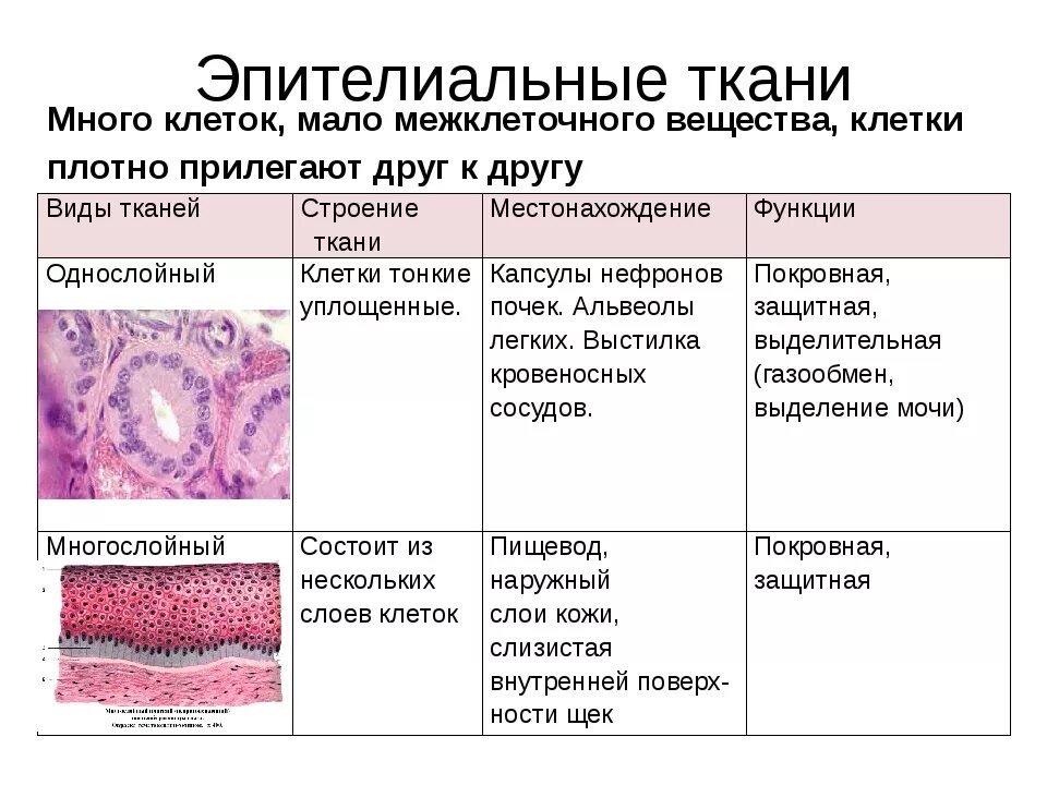 Клетки плотно прилегают друг к другу какая