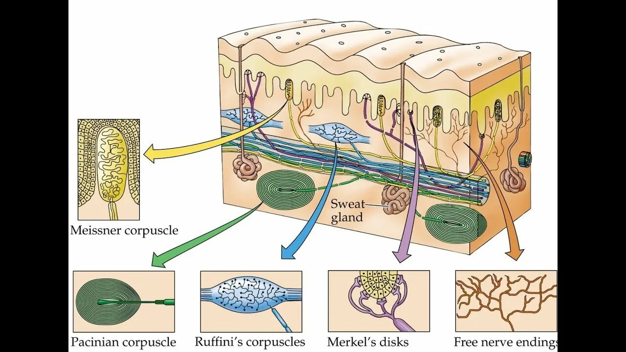 Механорецепторы Руффини. Тактильные рецепторы и терморецепторы кожи. Нервно рецепторный аппарат кожи. Рецепторы кожи свободные нервные окончания.