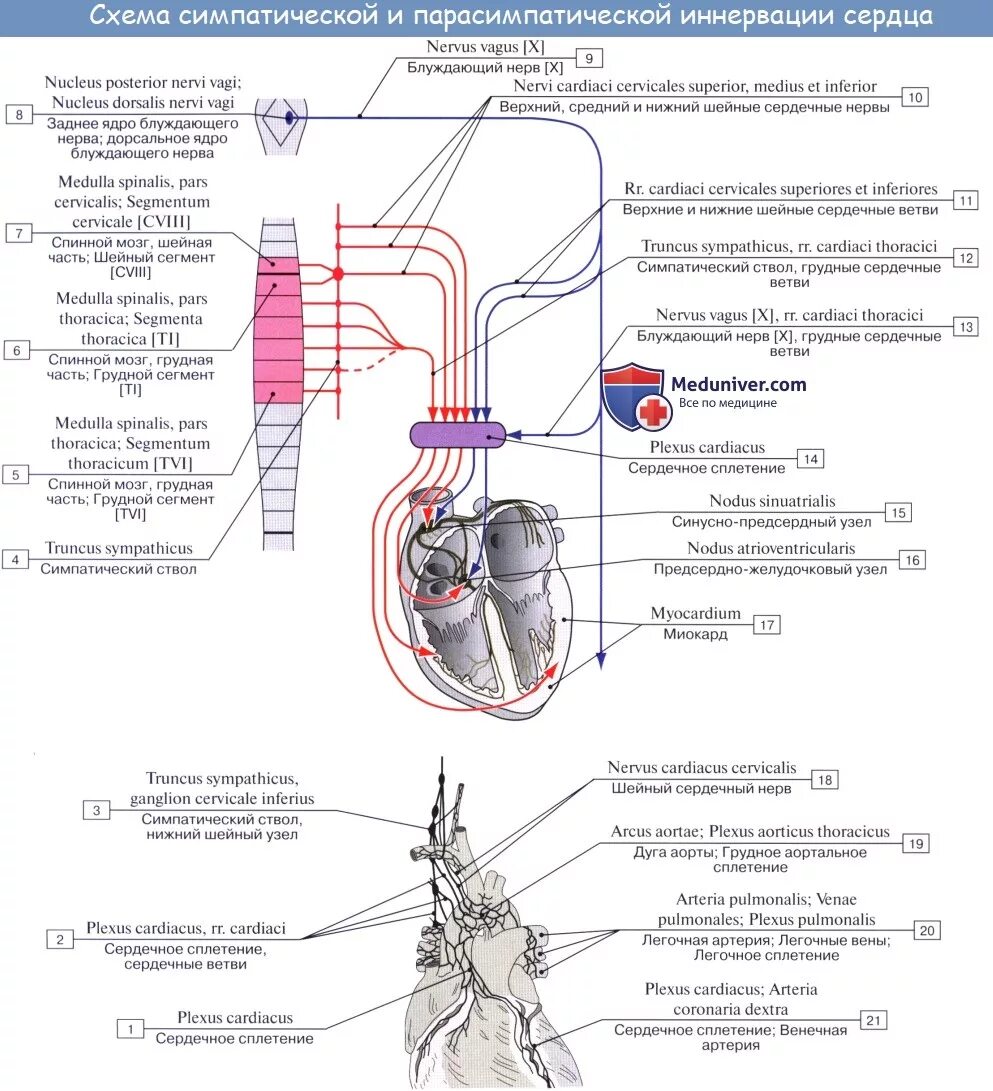 Парасимпатическая иннервация сердца. Симпатическая иннервация сердца схема. Блуждающий нерв иннервация сердца схема. Схема парасимпатической и симпатической иннервации сердца.. 5. Схема парасимпатической и симпатической иннервации сердца..