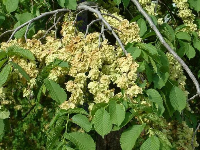 Деревья средней полосы фото. Ulmus glabra. Вяз в средней полосе России. Лиственные деревья средней полосы России. Листченные деревья в средней полопсе Роситии.