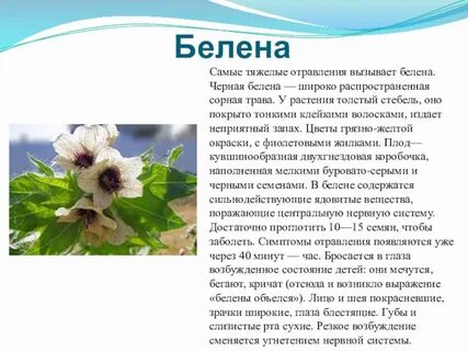 Белена перевод