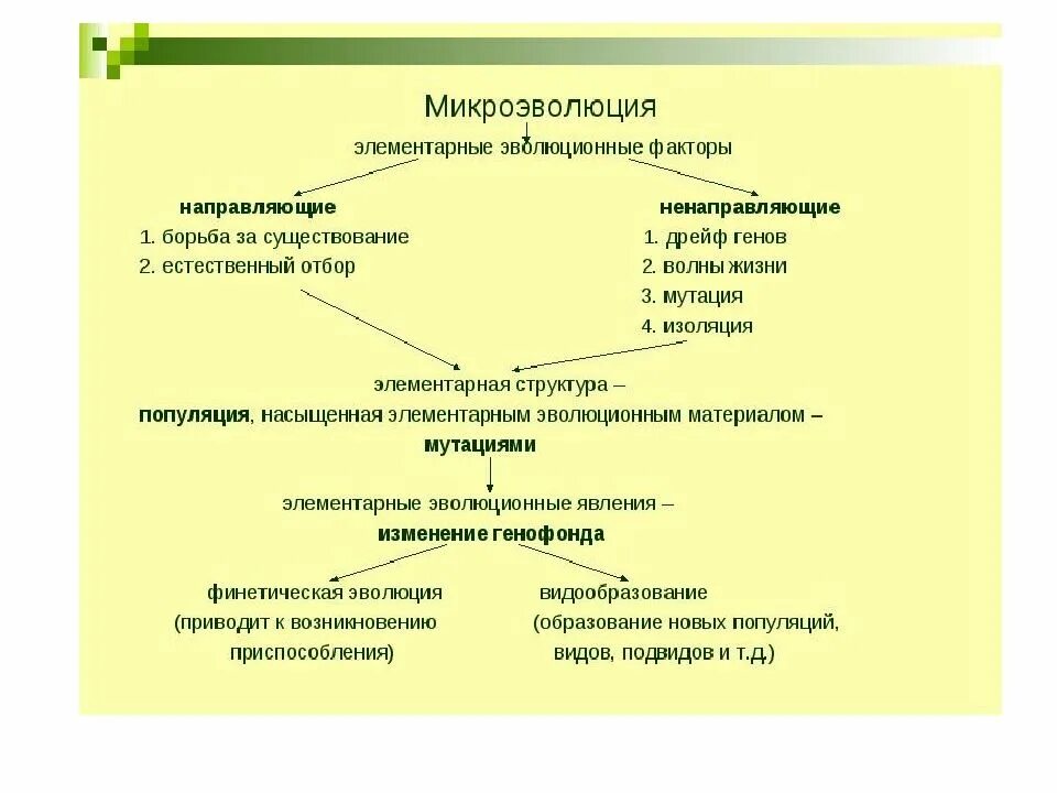 Микроэволюция приводит к образованию родов и семейств. Факторы микроэволюции. элементарные эволюционные изменения. элементарные факторы эволюции. микроэволюция схема.