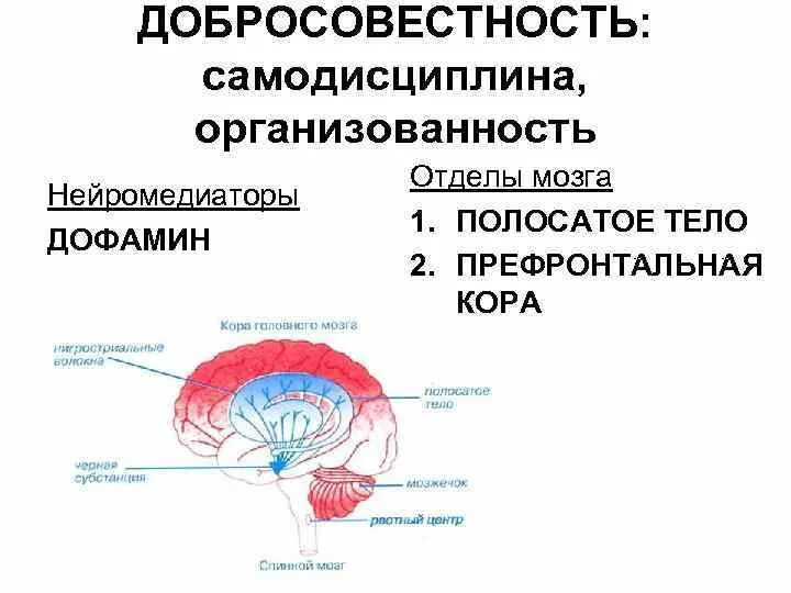 Передача информации в нервной системе. Передача информации в нервной системе