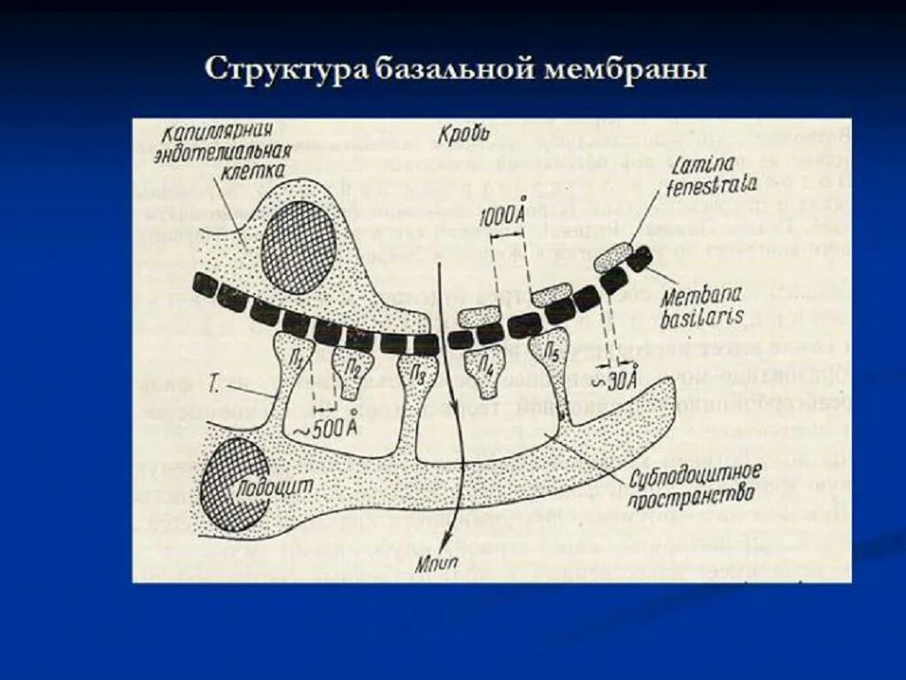 Ретикулярная пластинка базальной мембраны. Функции базальной мембраны эпителия. Плотная пластинка базальной мембраны. Строение кожи базальная мембрана. Базальная мембрана функции