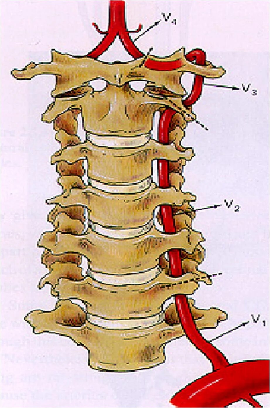 Па ход. Сегмент v1 v2 позвоночной артерии. Сегменты v1 v2 позвоночных артерий. Сегмент v2 шейного отдела. Па ход.