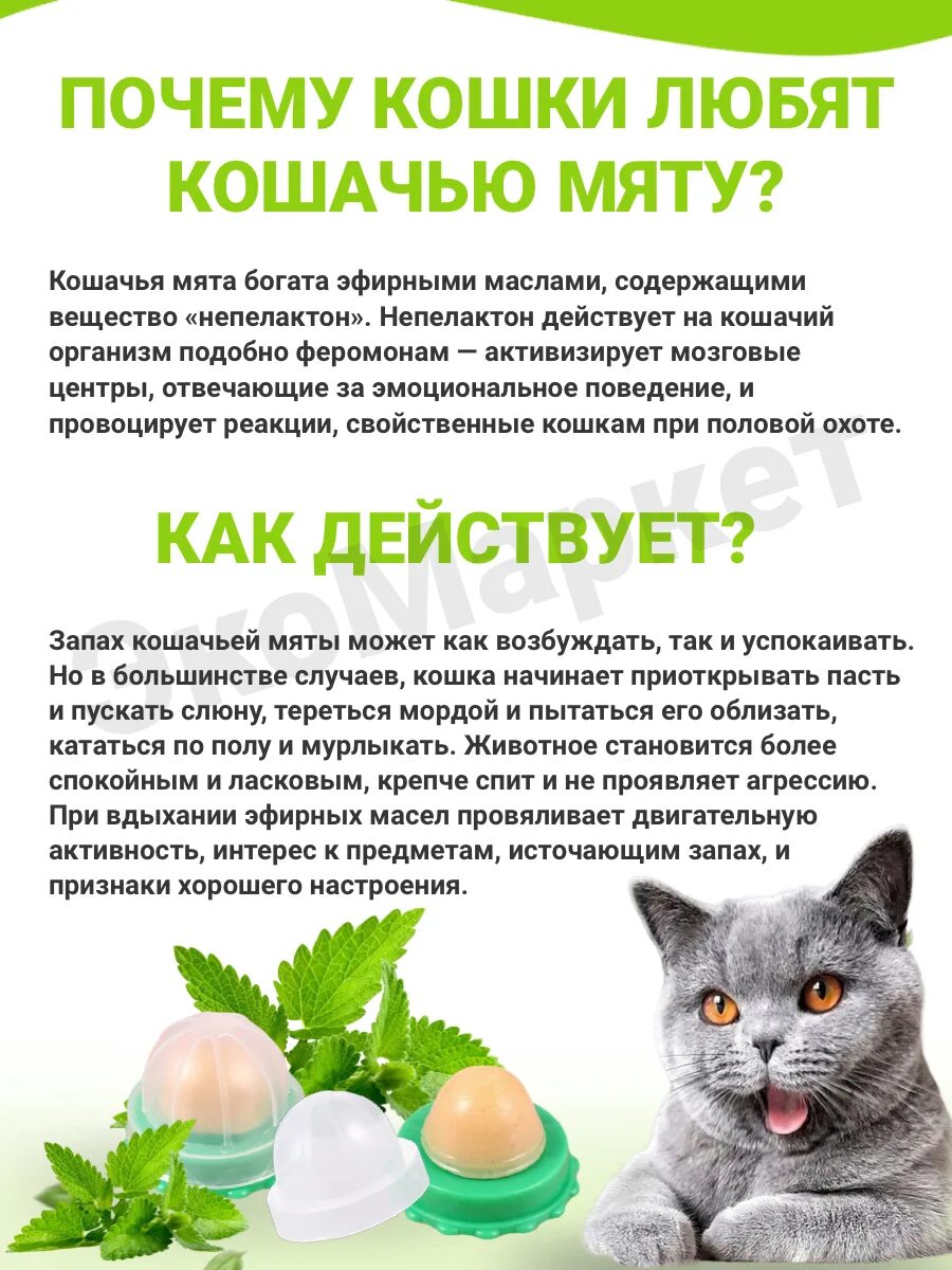 Сколько давать кошачью мяту