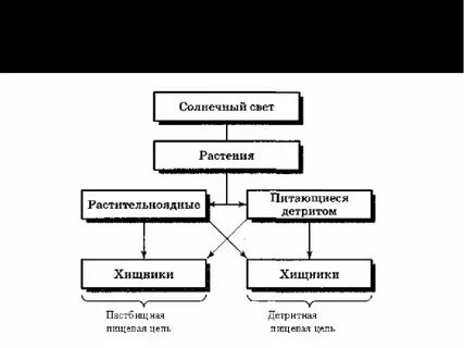 Редуценты продуценты консументы детритофаги