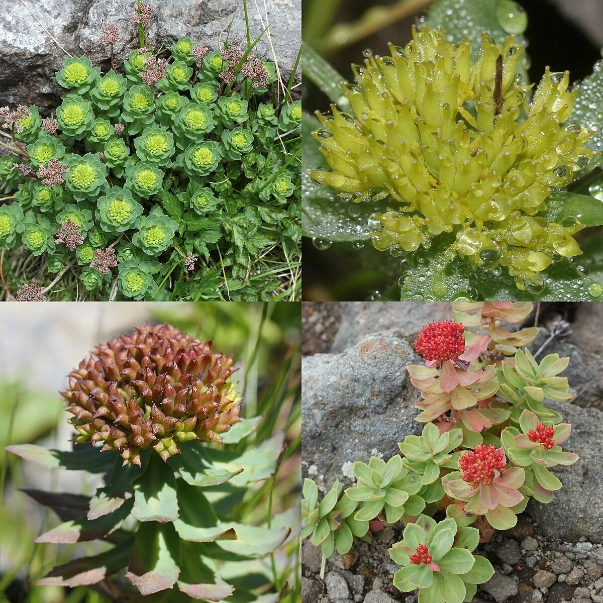 Родиола розовая растет. Родиола розовая Rhodiola rosea. Родиола Арктическая. Родиола линейнолистная. Родиола Сахалинская.