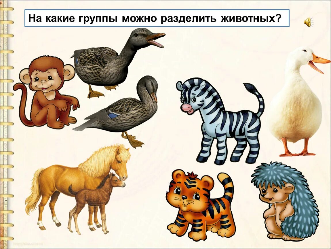 В какой класс объединяют животных имеющих. Животные 1 класс. Разные группы животных. Животные деление на группы. На какие группы животных можно разделить животных.