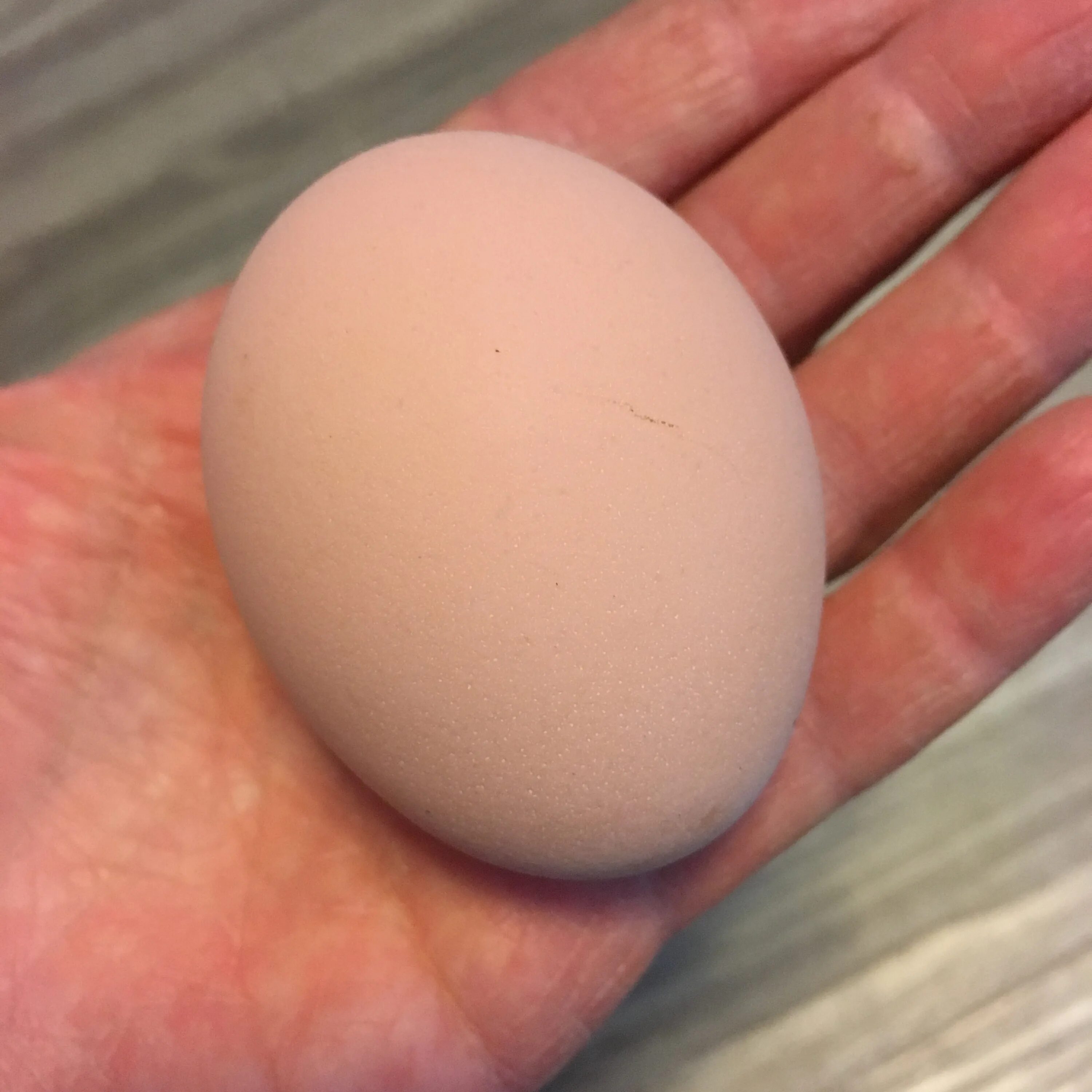 Купить яйца джерсийских гигантов. Джерсийский гигант яйцо. Куры Джерсийский гигант яйца. Яйцо кур Джерсийский гигант. Курица Джерсийский гигант яйца.