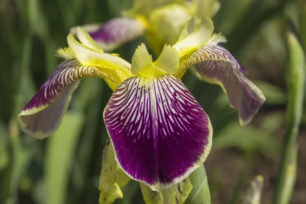 ирис монарх. ирис бородатый "южная экзотика". ирис воронеж. ирис германский фэшшнабл лейт. ирис сорт марина раскова.