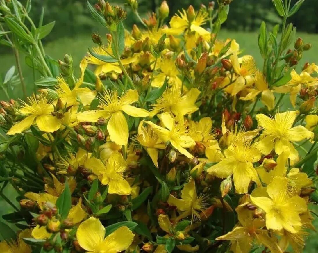 Зверобой кустарниковый. Зверобой трёхграннолистный. Как выглядит зверобой трава. Зверобой монбре. Как выглядит зверобой трава.