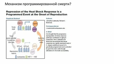 Запрограммированная гибель клетки