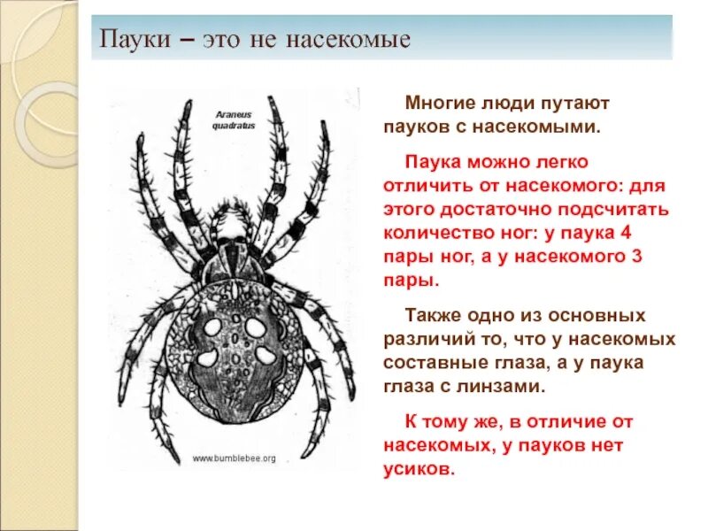 Паук относится к паукообразным. К какому классу относятся пауки. Паук крестовик описание. Паук крестовик описание 2 класс. Пауки относятся к классу.