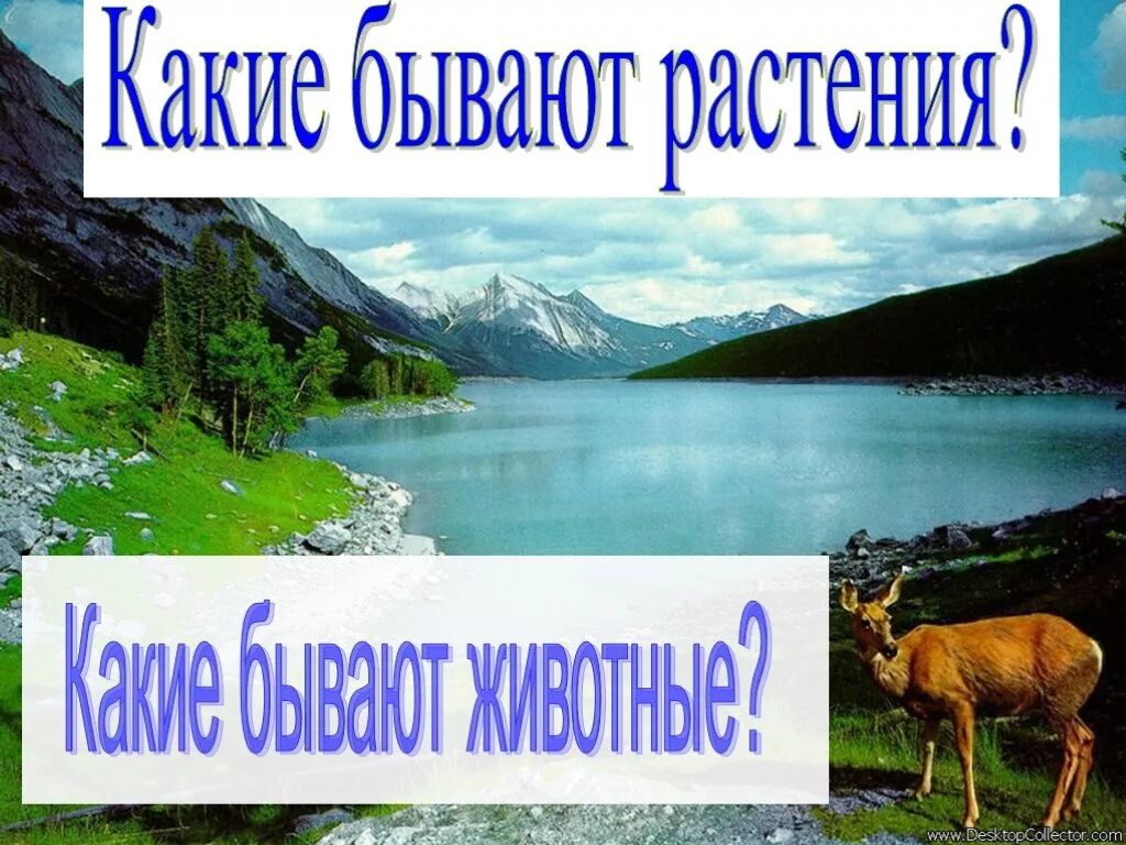 Какие. Какияге. Какёин. Какие бывают животные?.