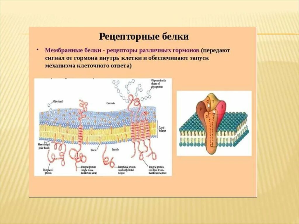 Какие функции выполняют белки мембран. Рецепторы на мембране рецепторных клеток. Белки мембраны Интегральные белки. Рецепторные мембранные белки. Рецепторная функция белков мембраны.