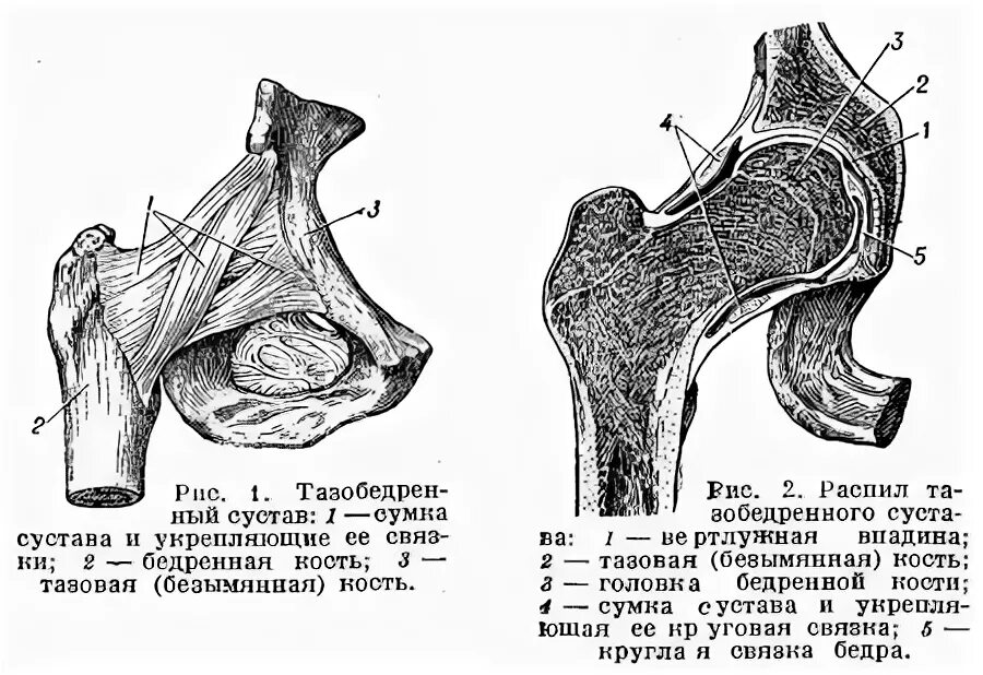 Тазобедренный сустав схема анатомия. Бедренный сустав анатомия строение. Тазобедренный сустав строение анатомия человека. Схема связок тазобедренного сустава. Правый бедренный сустав