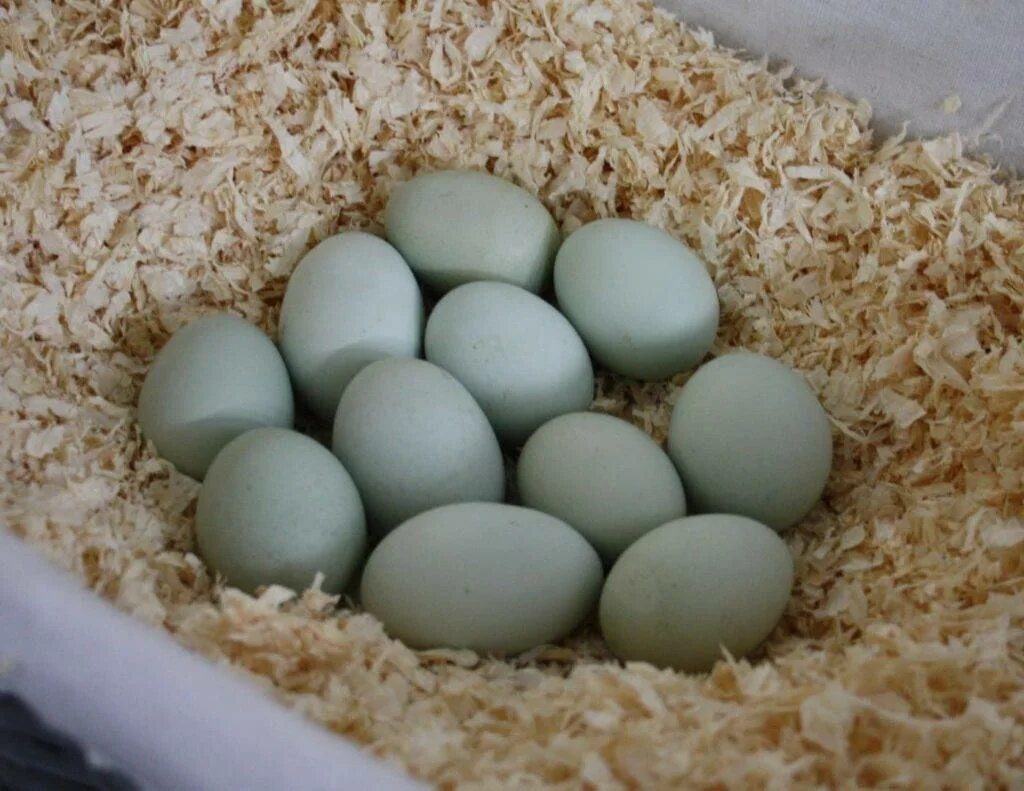 Порода кур голубые яйца фото. Куры Араукана яйца. Араукана яйца. Араукана порода кур яйца. Куры породы Араукана яйца.