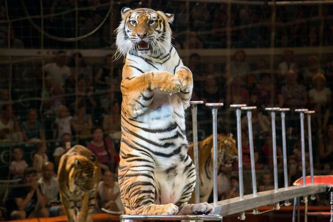Цирковой тигр. Империя львиц смолянец. Дрессировщица тигров в цирке. Тигра циркача тигр. Цирковые тигры.