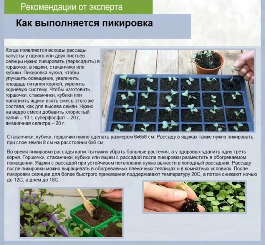 Когда нужно садить