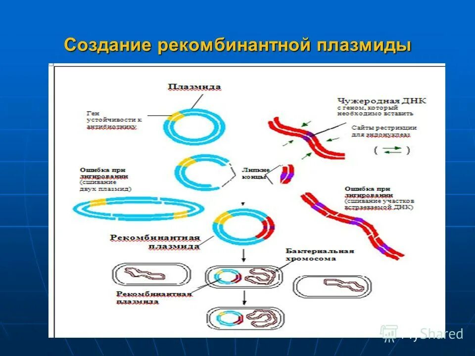 Рекомбинантные днк методы получения рекомбинантных днк. Схема клонирования рекомбинантной днк. Рекомбинация плазмид. Действия экспериментатора при создании рекомбинантных плазмид. Молекулярное клонирование схема.